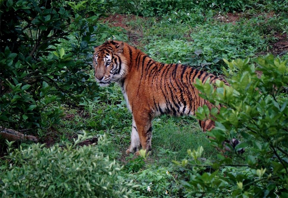 Xiongsen animal world - Tiger