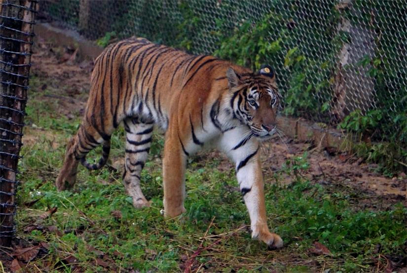 Xiongsen animal world - Tiger