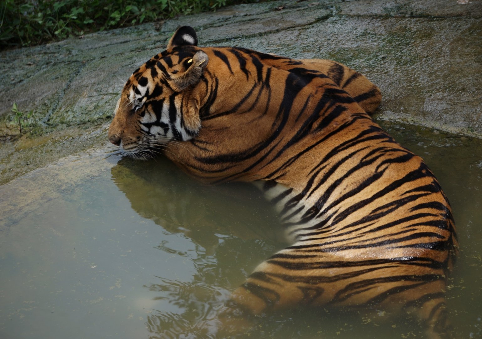 Xiongsen animal world - Tiger