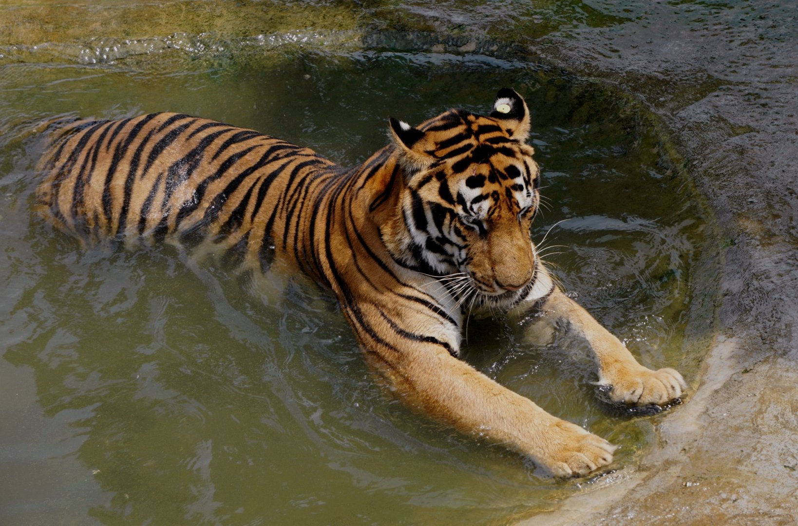 Xiongsen animal world - Tiger