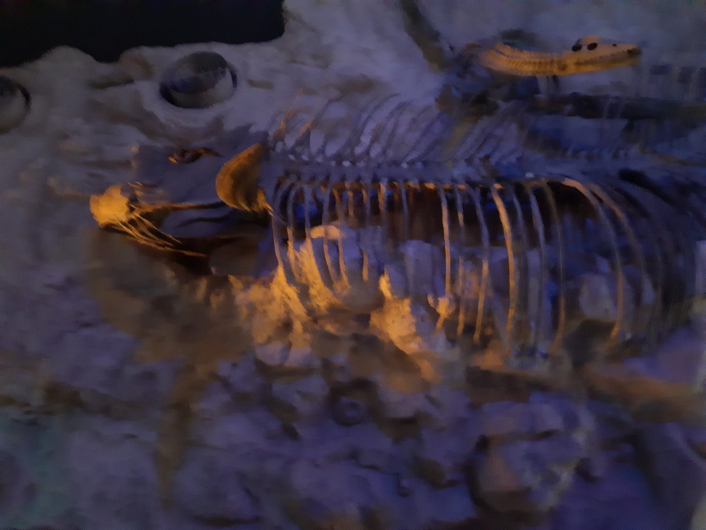 Xiphactinus Skeleton