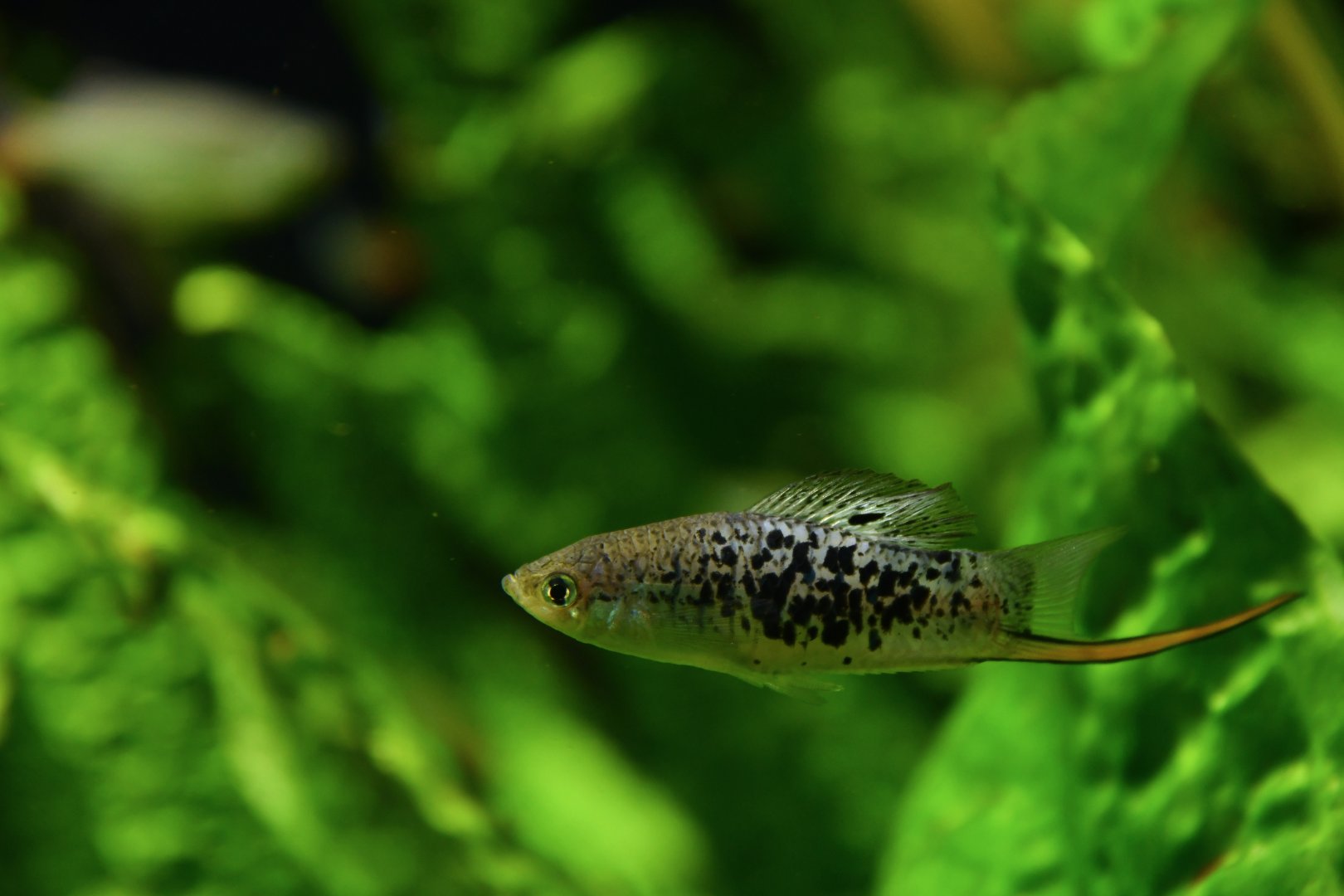 Xiphophorus montezumae