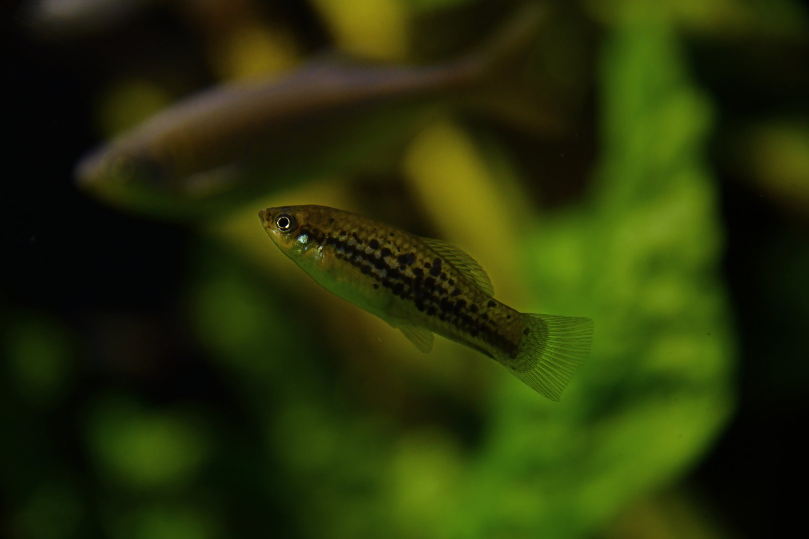 Xiphophorus nezahualcoyotl