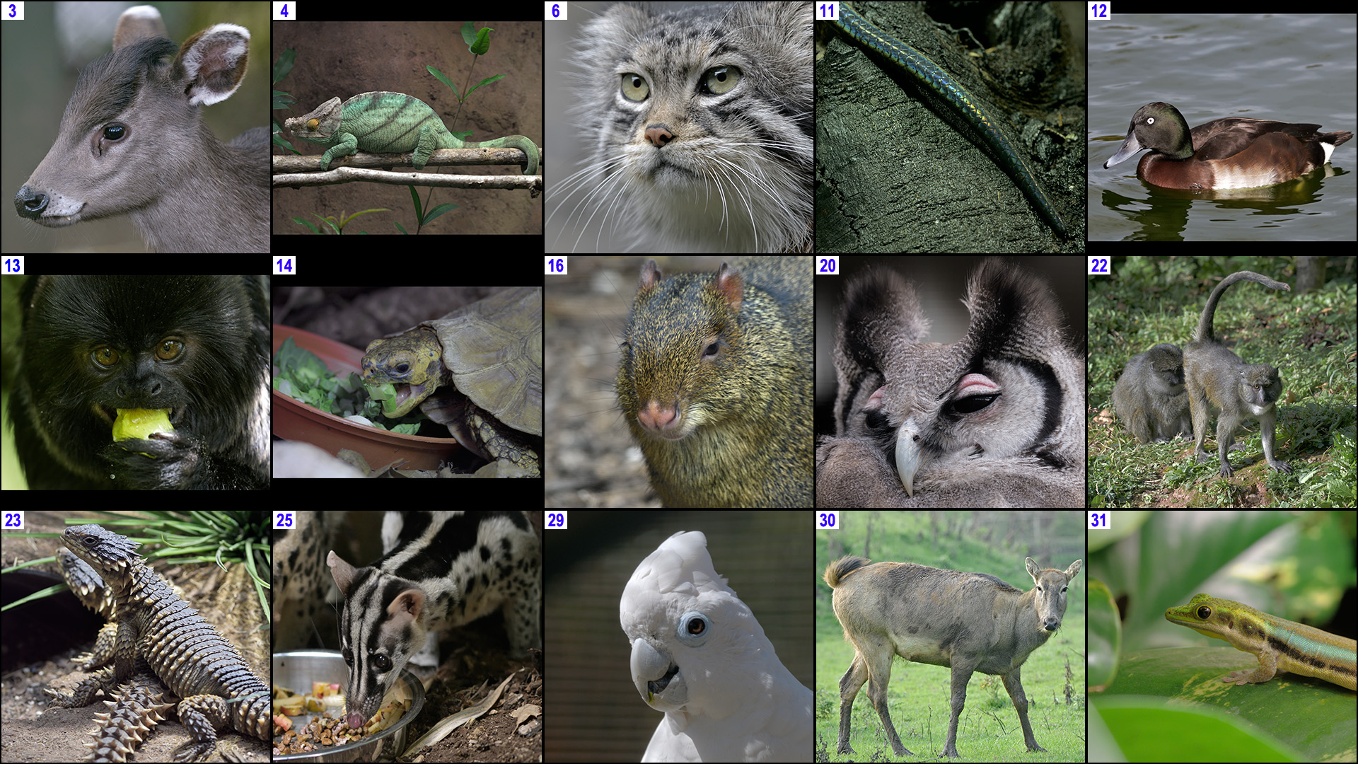 Xmas Crossword 2018 Images ACROSS