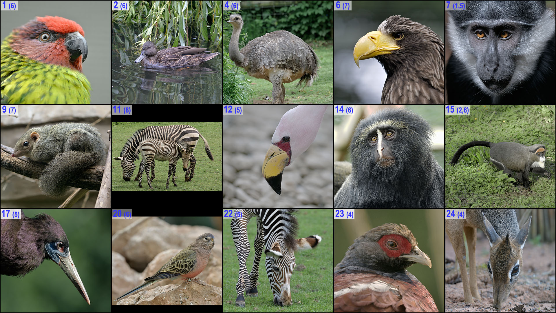 Xmas Crossword 2018 Images DOWN