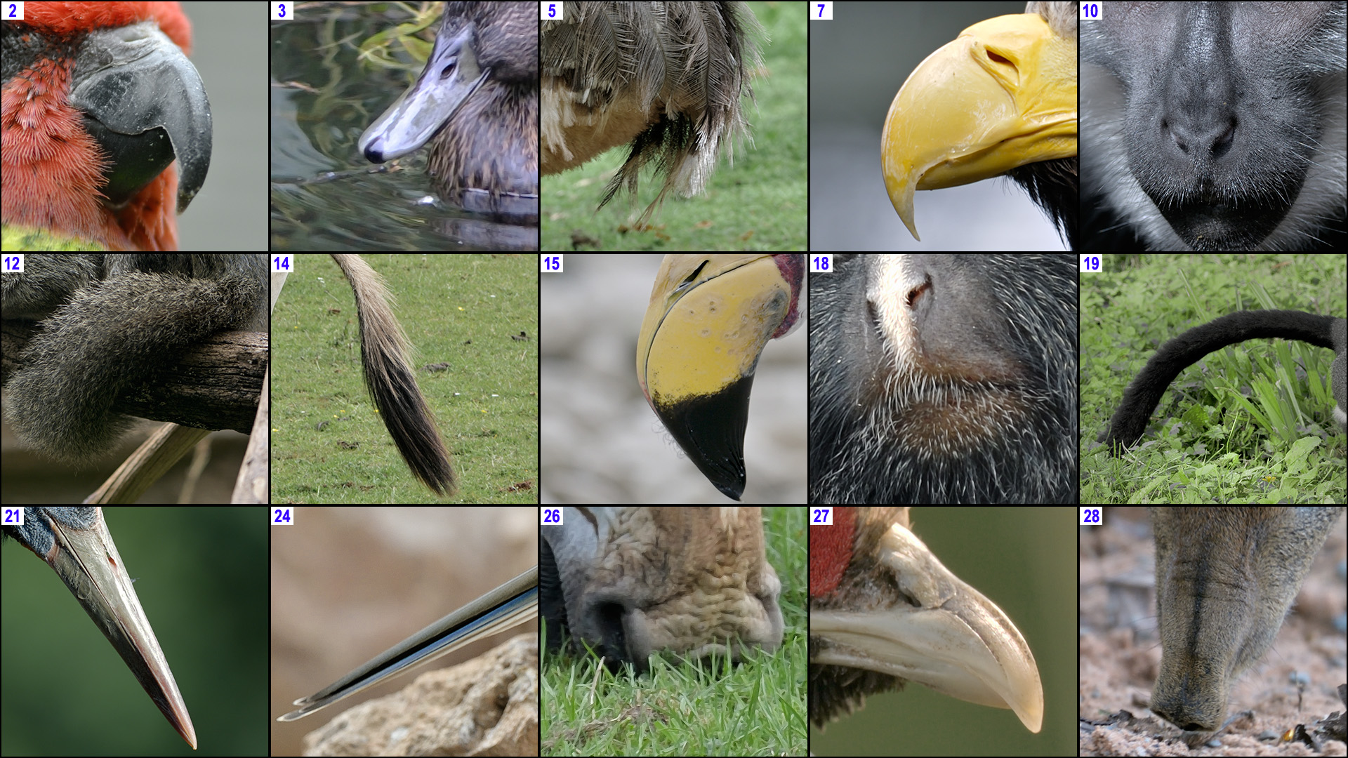 Xmas Crossword 2018 Photo Clues DOWN