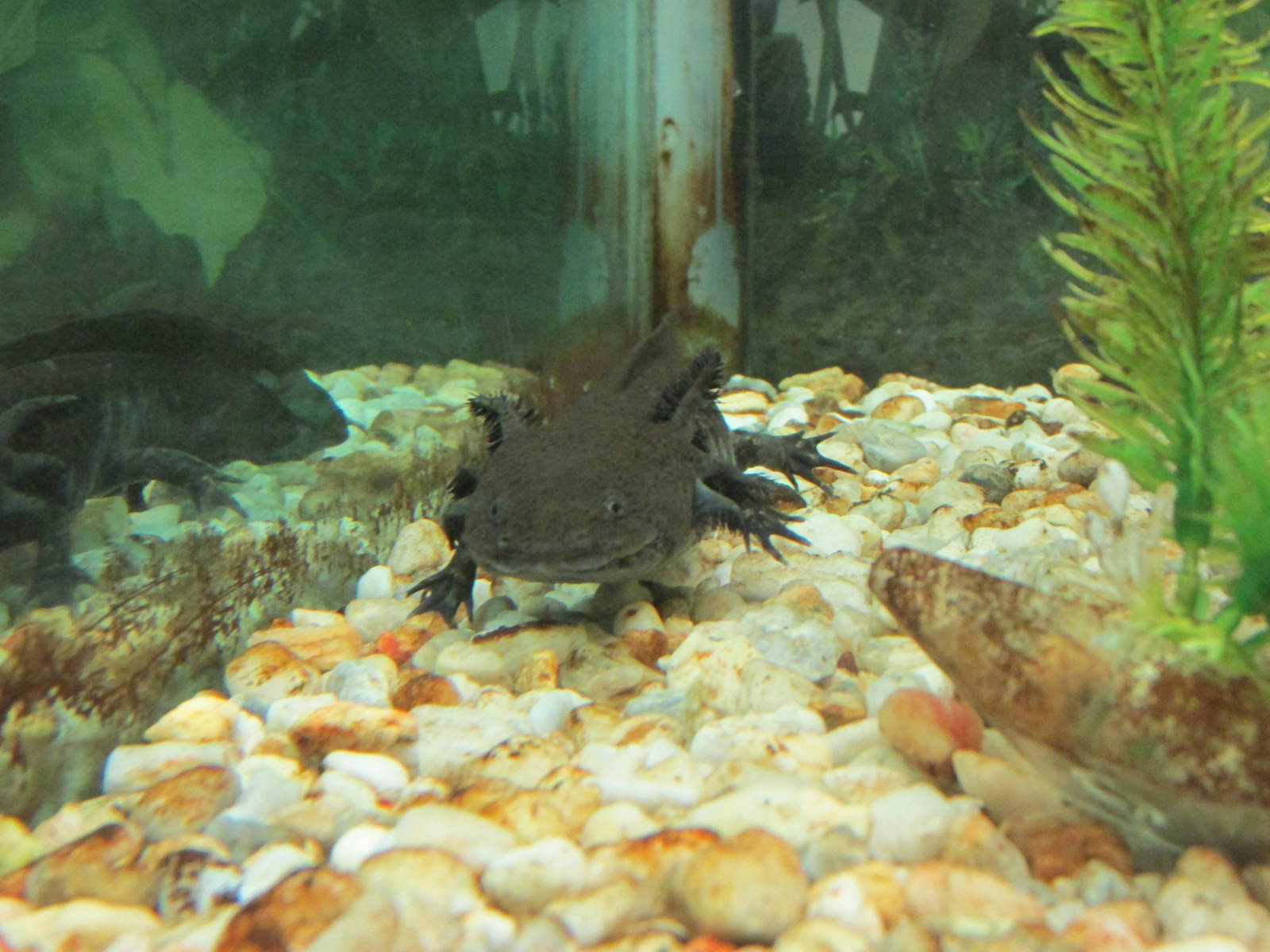 xochimilco axolotl chapultepec zoo