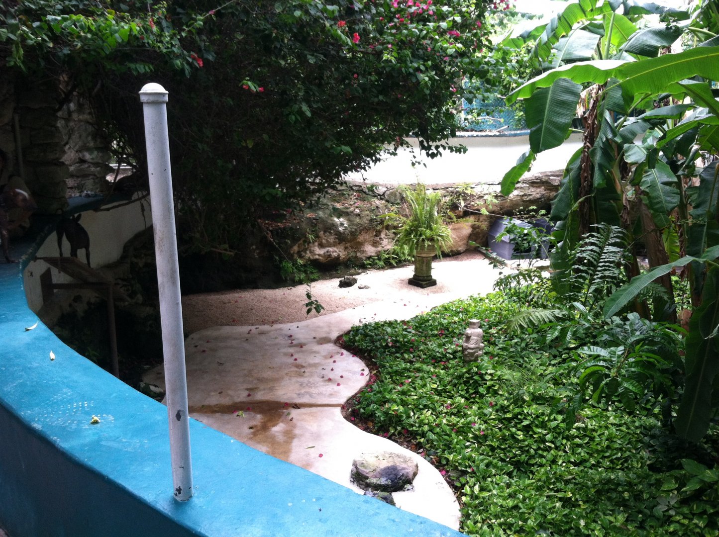 Xoloitzcuintli Exhibit