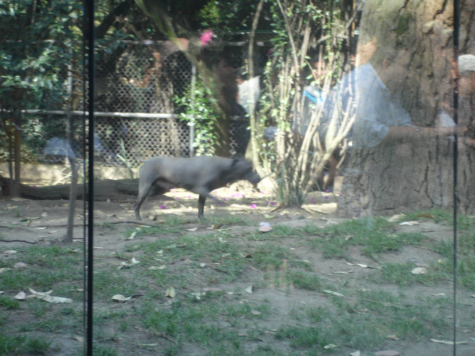 Xoloitzcuintli