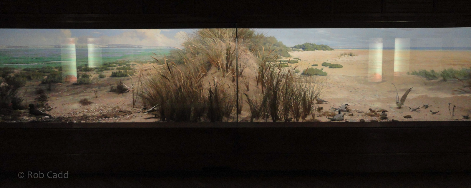 xxx : Norwich Castle Museum : 26 Mar 2016