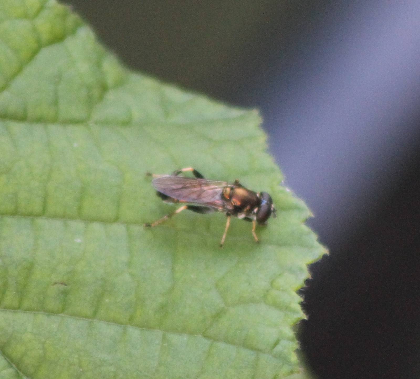 Xylota segnis - an Hoverfly