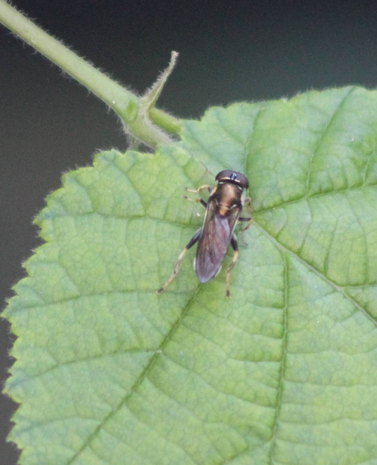 Xylota segnis - an Hoverfly
