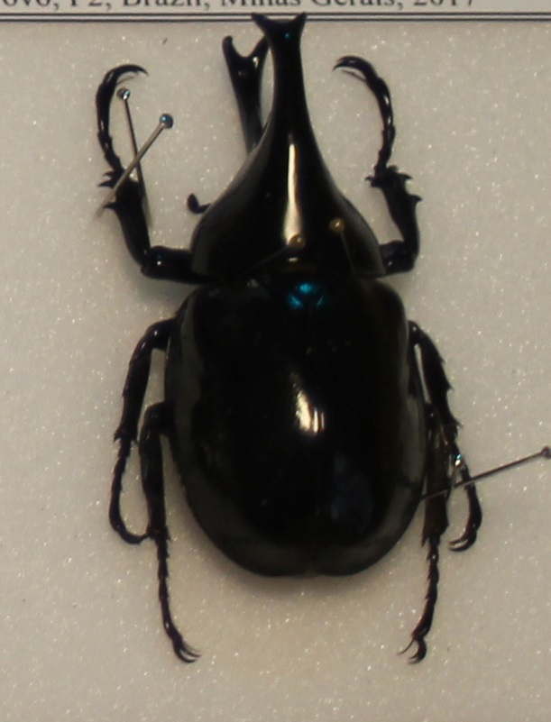 Xylotrupes beckeri