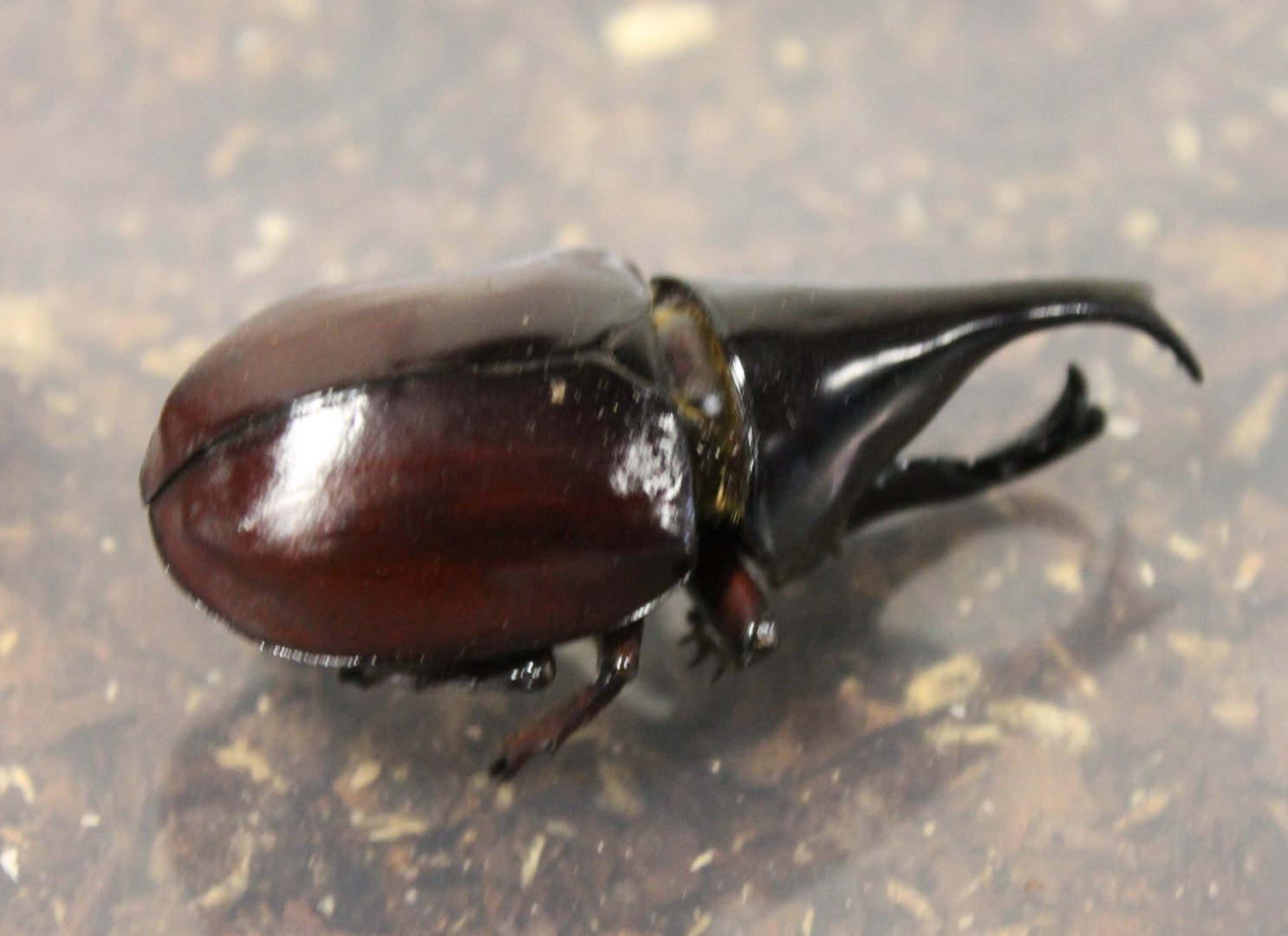 Xylotrupes gideon sumatrensis