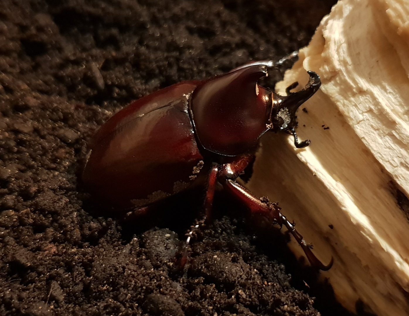 Xylotrupes gideon sumatrensis