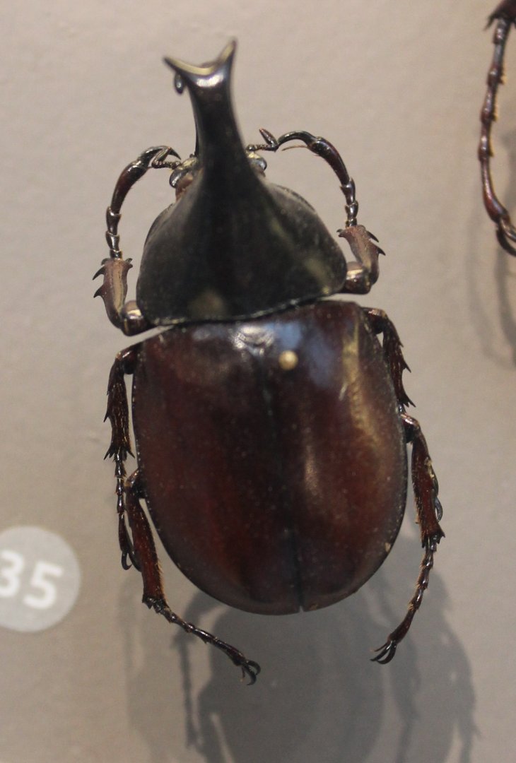 Xylotrupes socrates tonkinensis