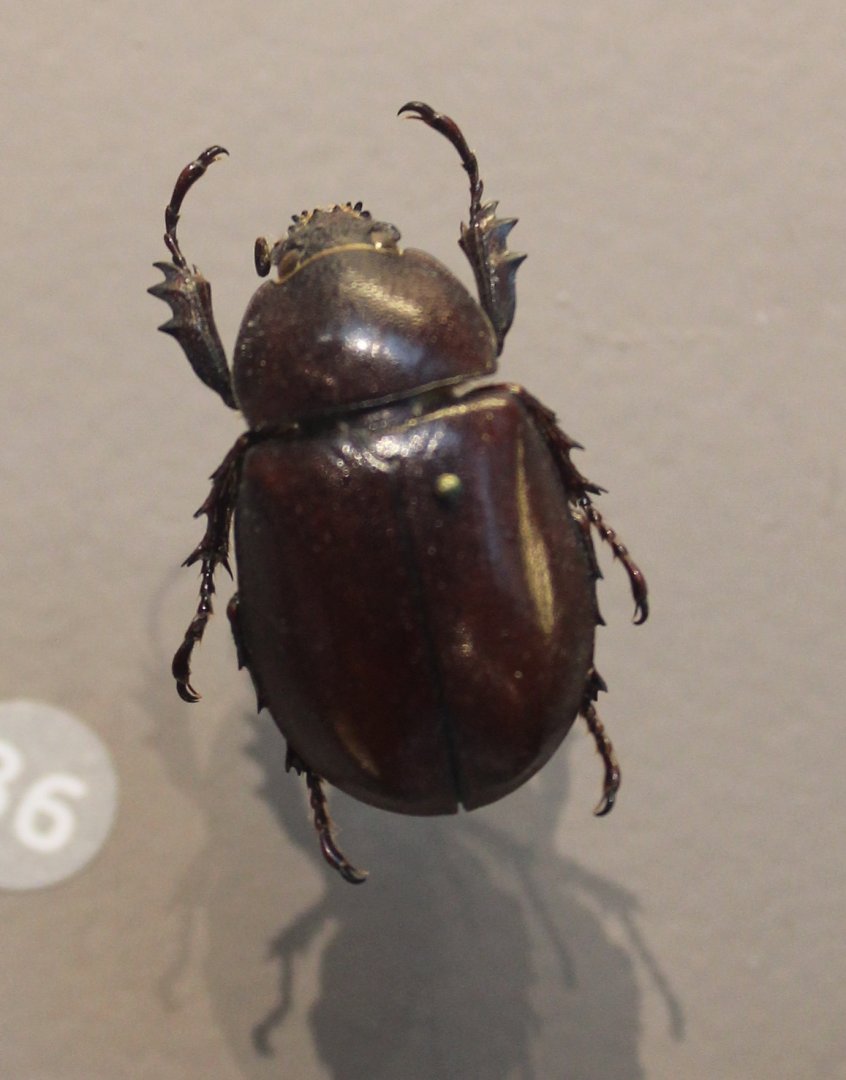 Xylotrupes socrates tonkinensis