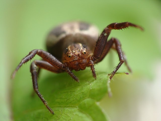 Xysticus sp.