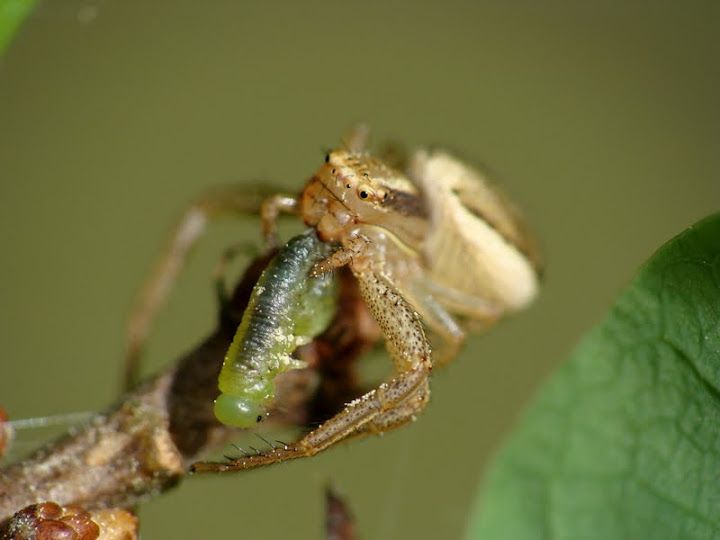 Xysticus sp