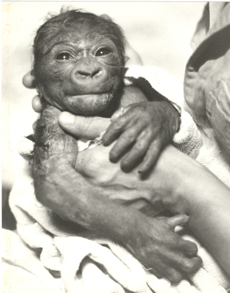 Ya Kwanza (AKA Mzuri), about 24 hours old