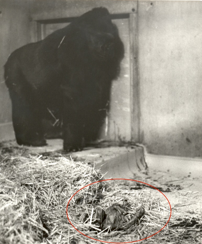 Ya Kwanza, June 1984