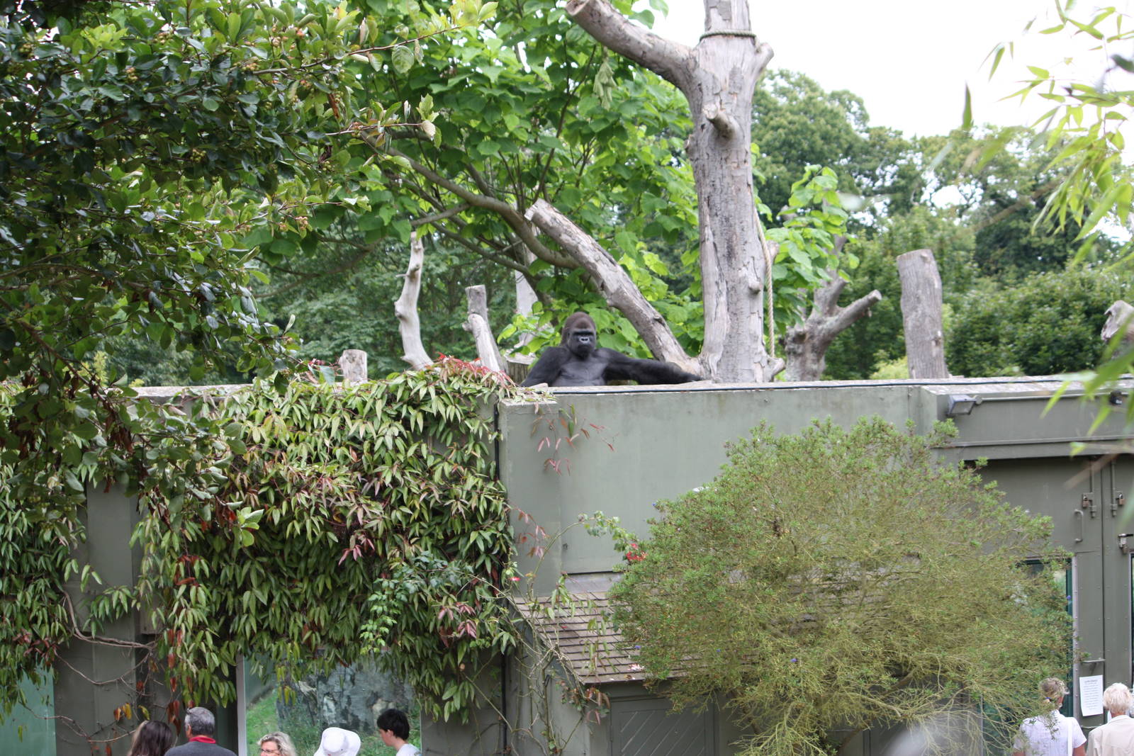 Ya Kwanza on the roof!