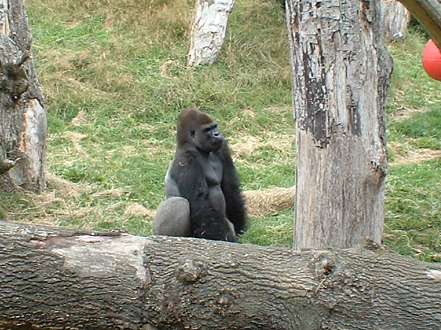 Ya Kwanza the gorilla at Jersey Zoo, 7 August 2003