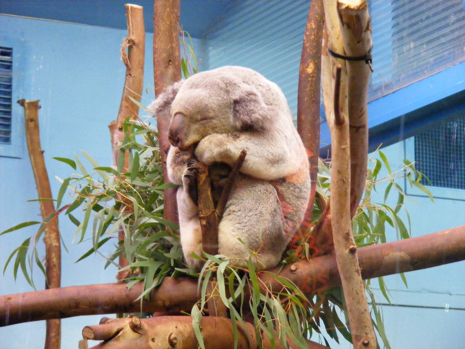 Yabbra the koala at Edinburgh Zoo, 2 October 2010