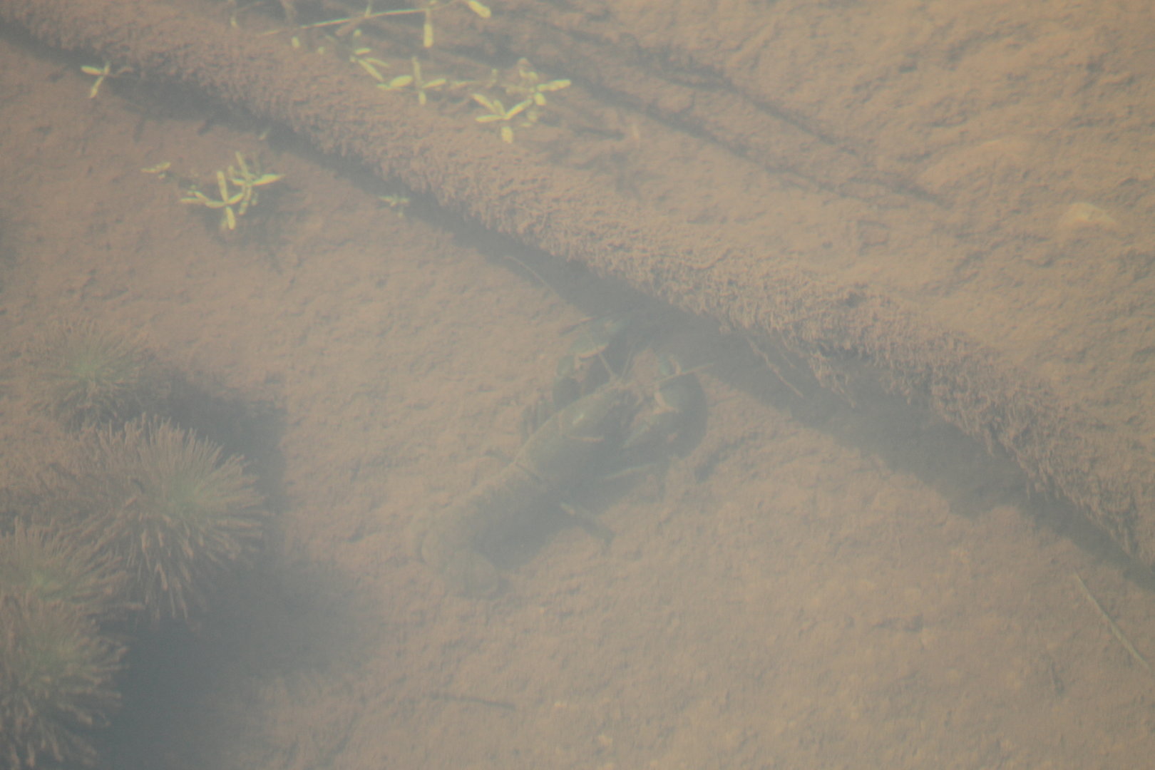 Yabby (Cherax destructor)