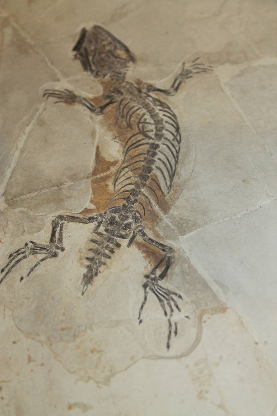 Yabeinosaurus tenuis
