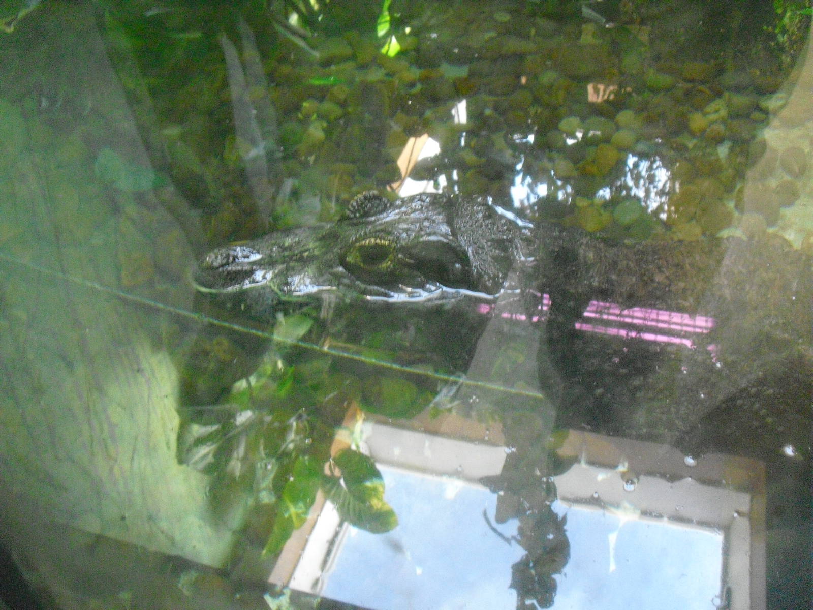 Yacare Caiman - 01/10/2011