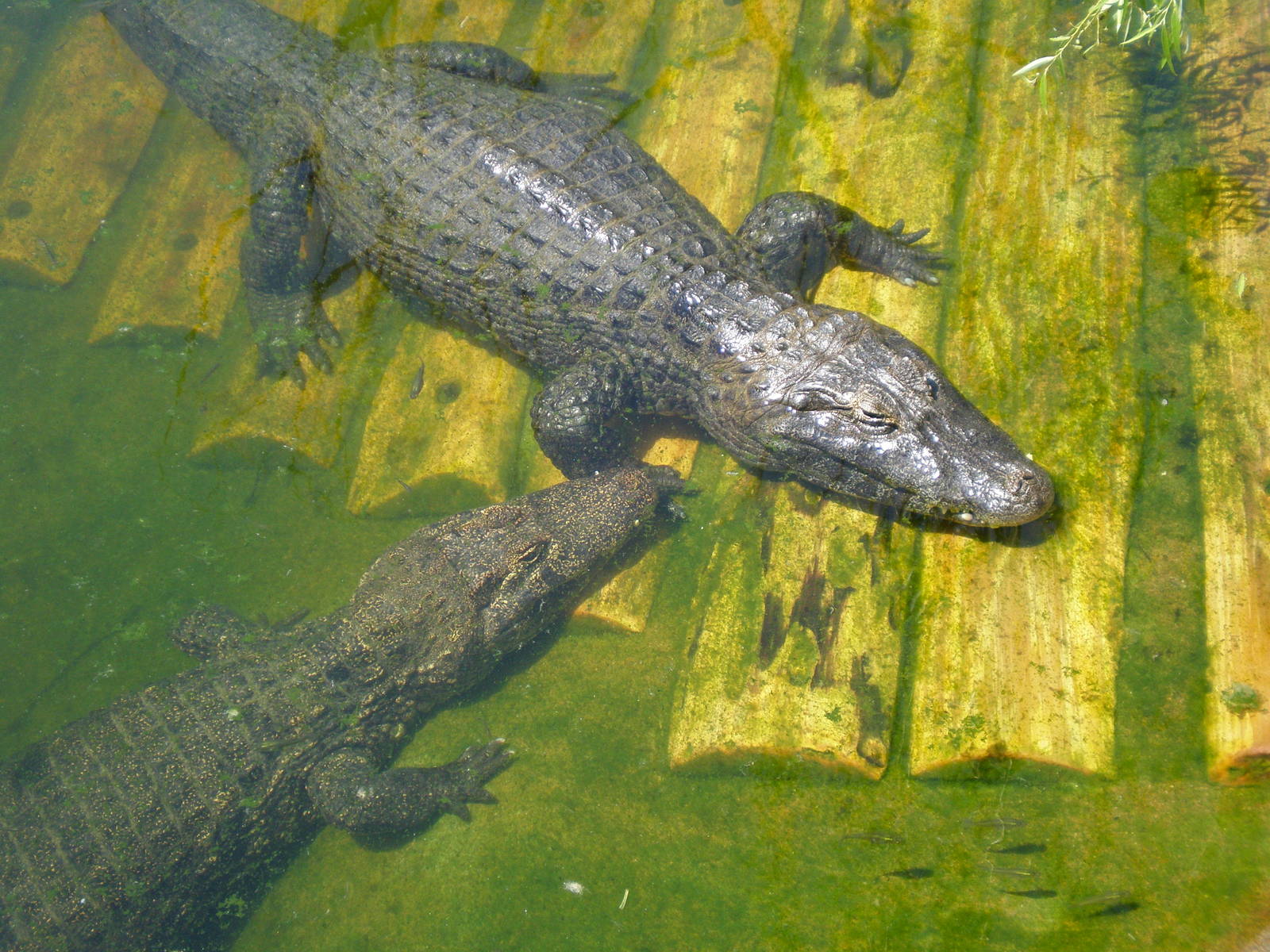 Yacare Caiman- AA JUN08 IV