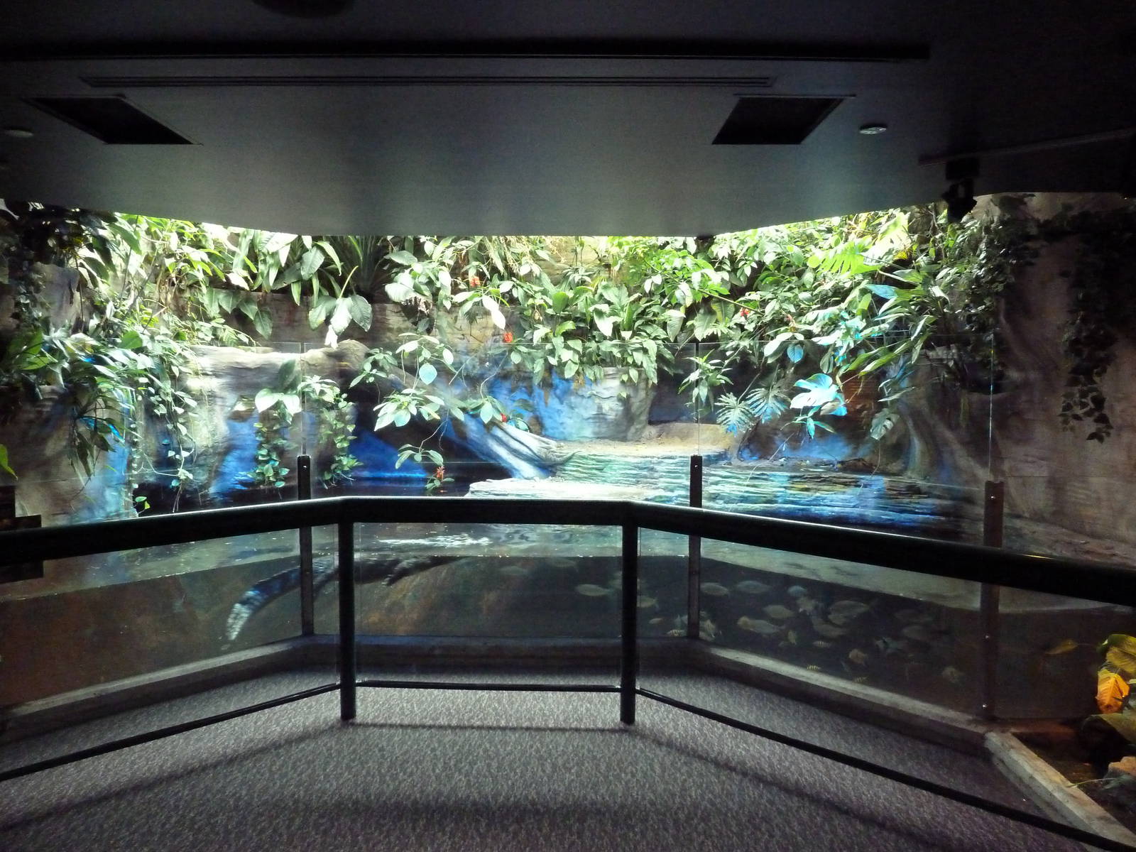 Yacare Caiman/Amazon Fish Exhibit