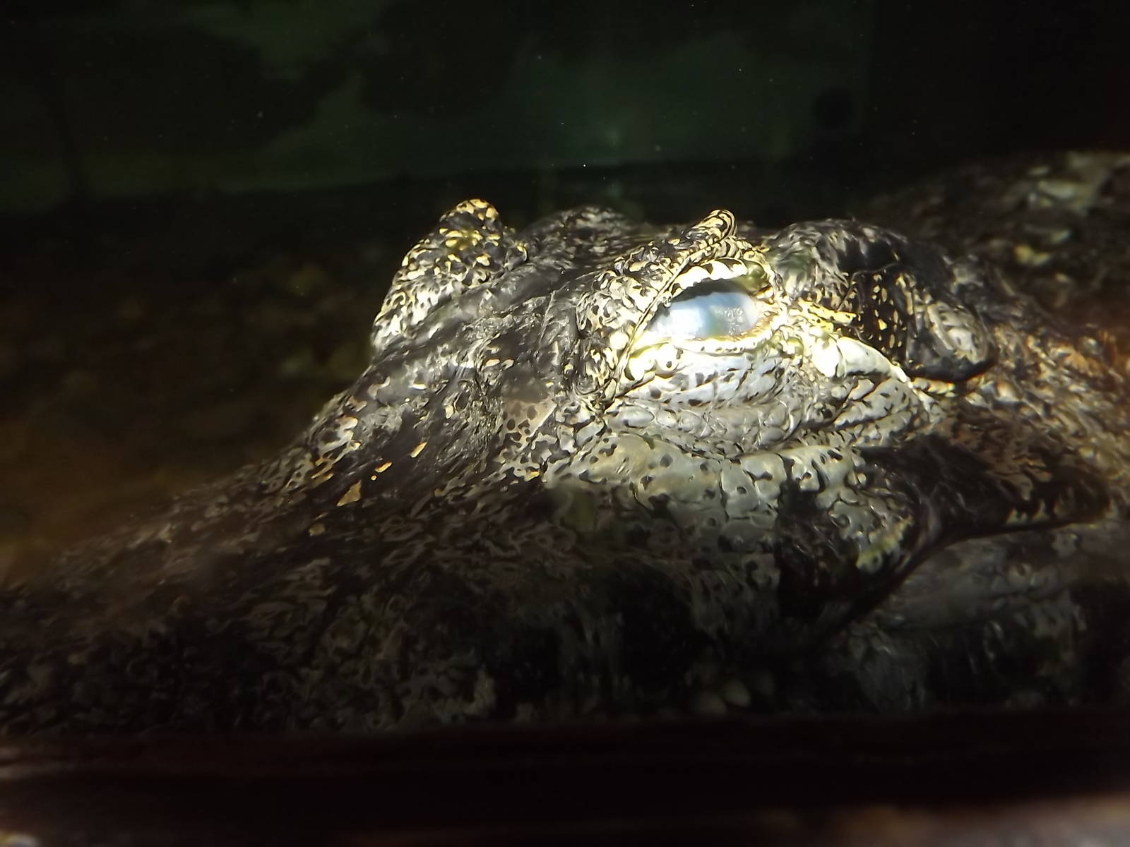 Yácare Caiman at Blackpool Zoo 03/08/12