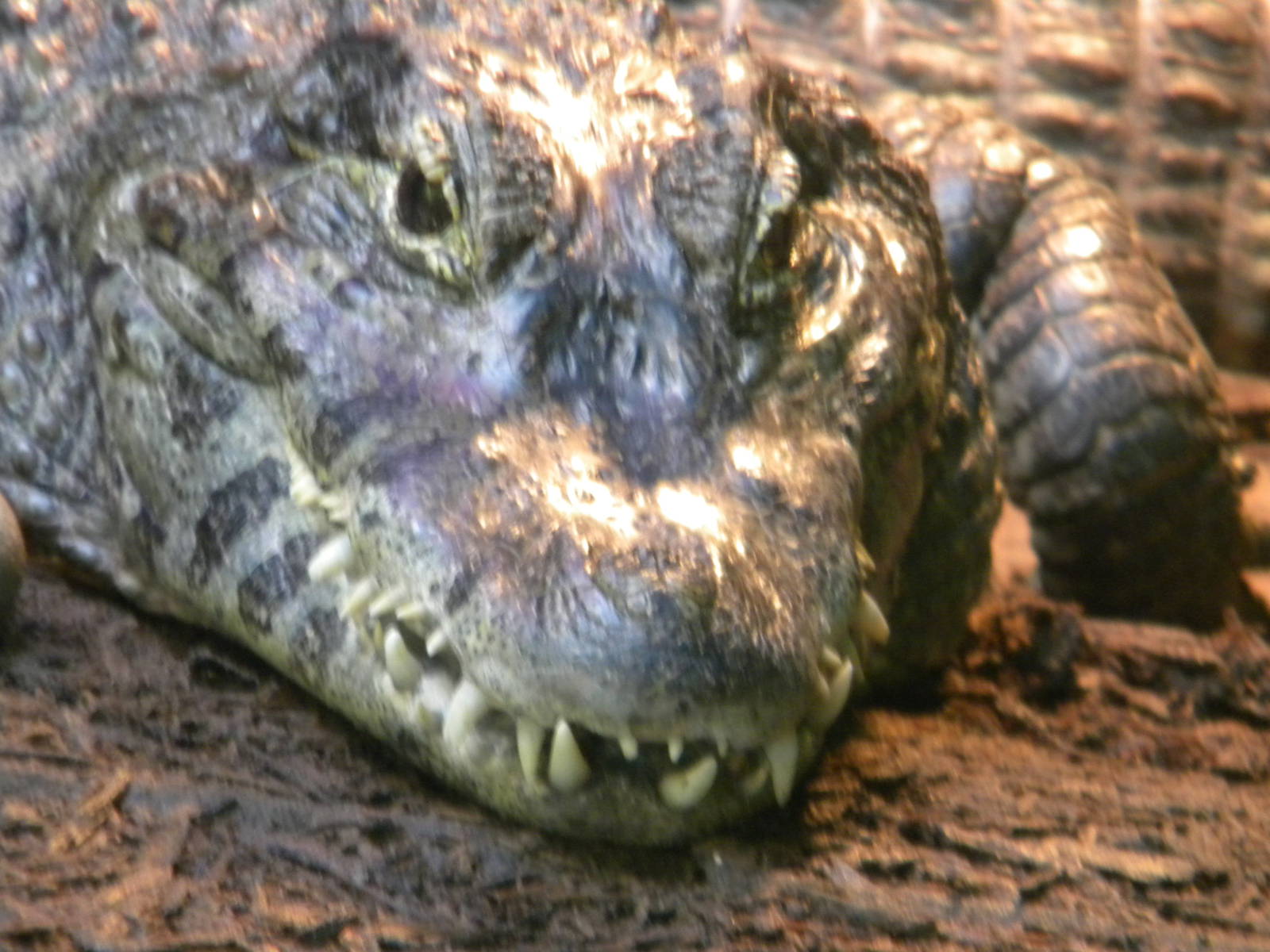 Yacare Caiman at Blackpool Zoo 10th April 2011