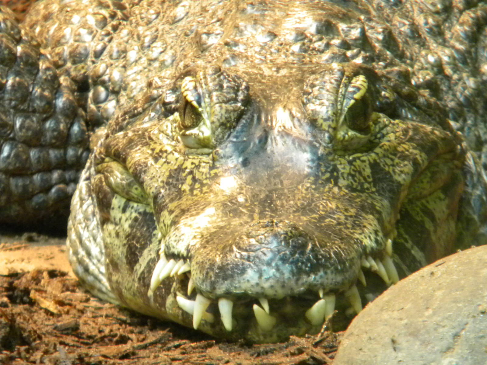 Yacare Caiman at Blackpool Zoo 10th April 2011