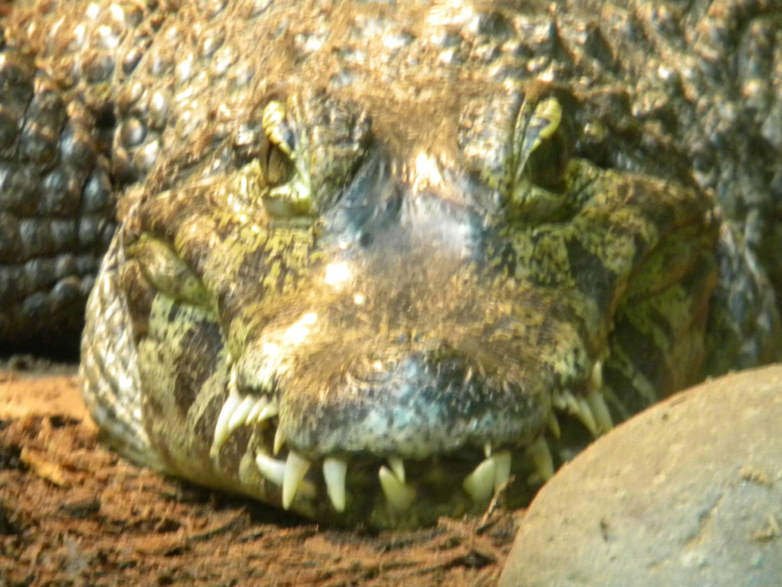 Yacare Caiman at Blackpool Zoo 10th April 2011