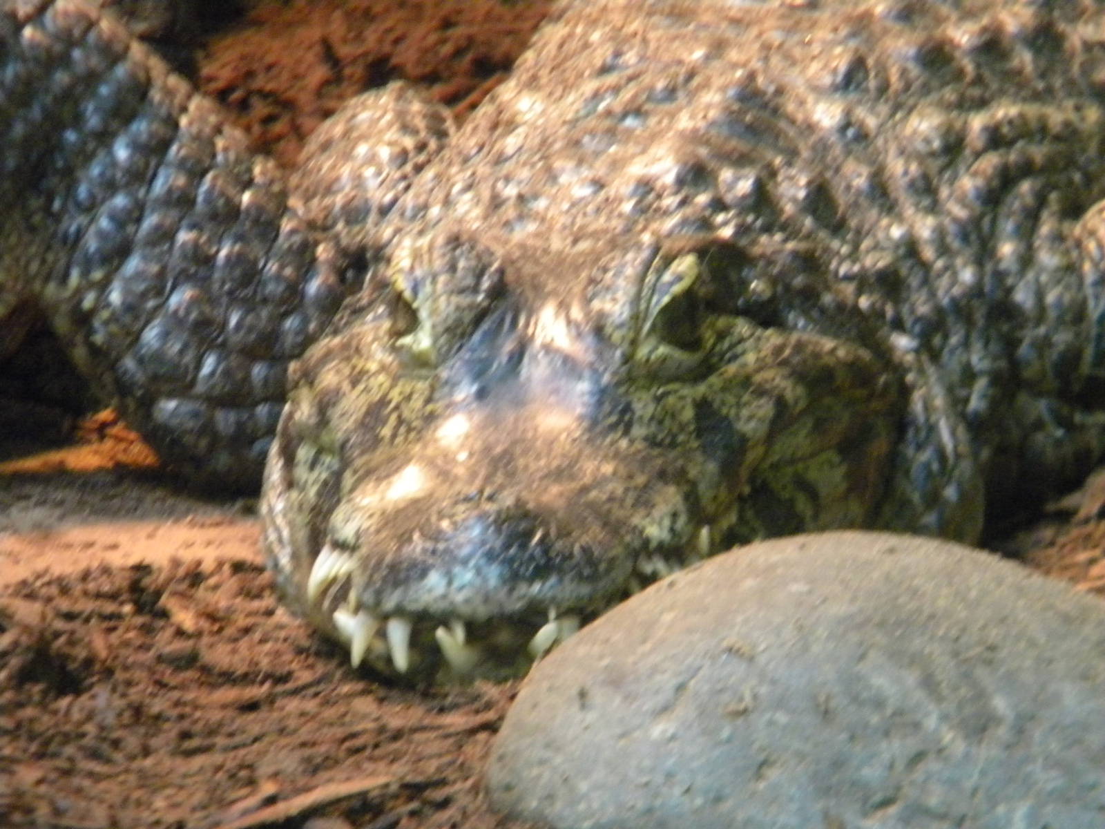 Yacare Caiman at Blackpool Zoo 10th April 2011