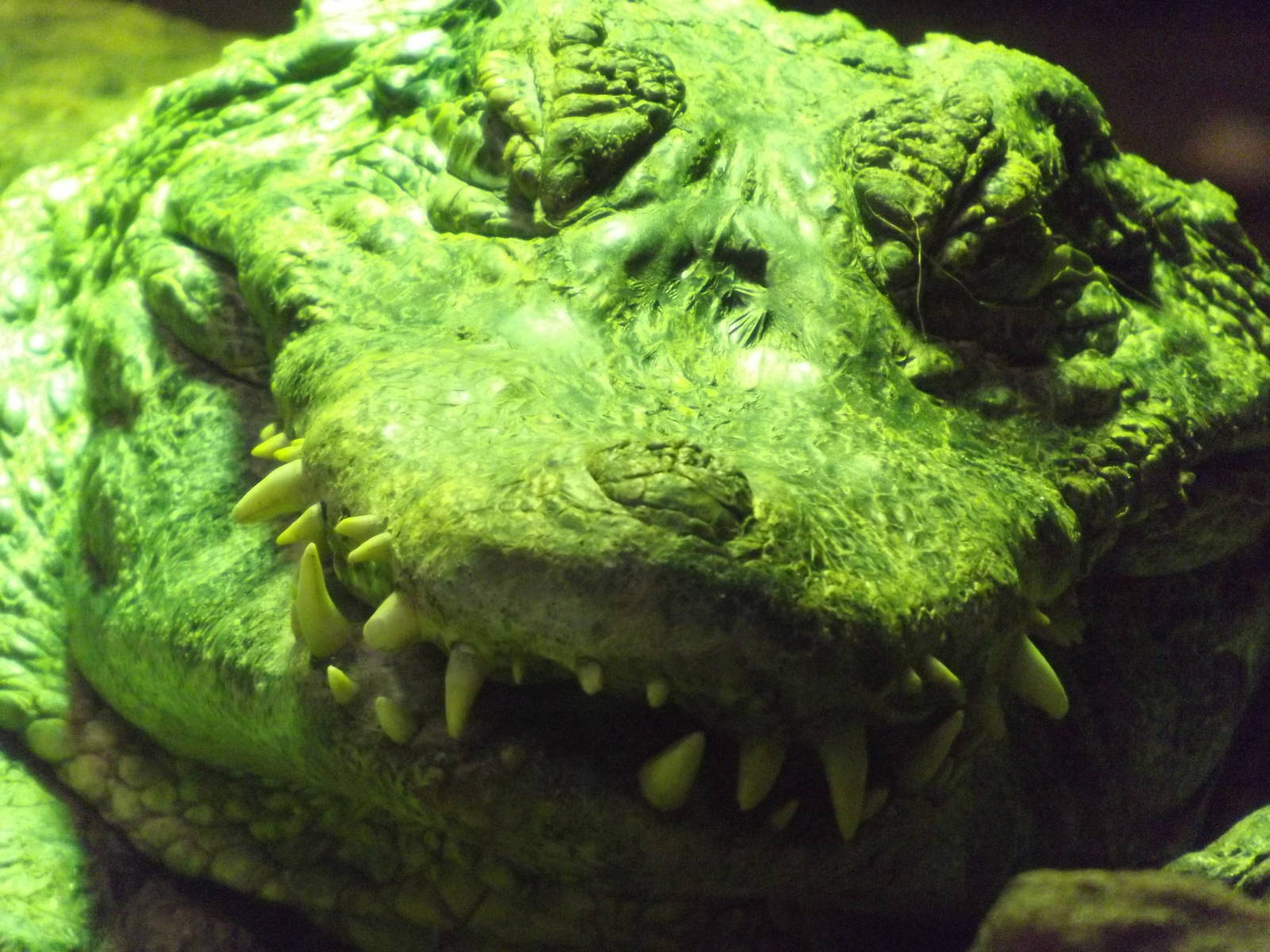 Yacare Caiman at Blackpool Zoo 11/03/12