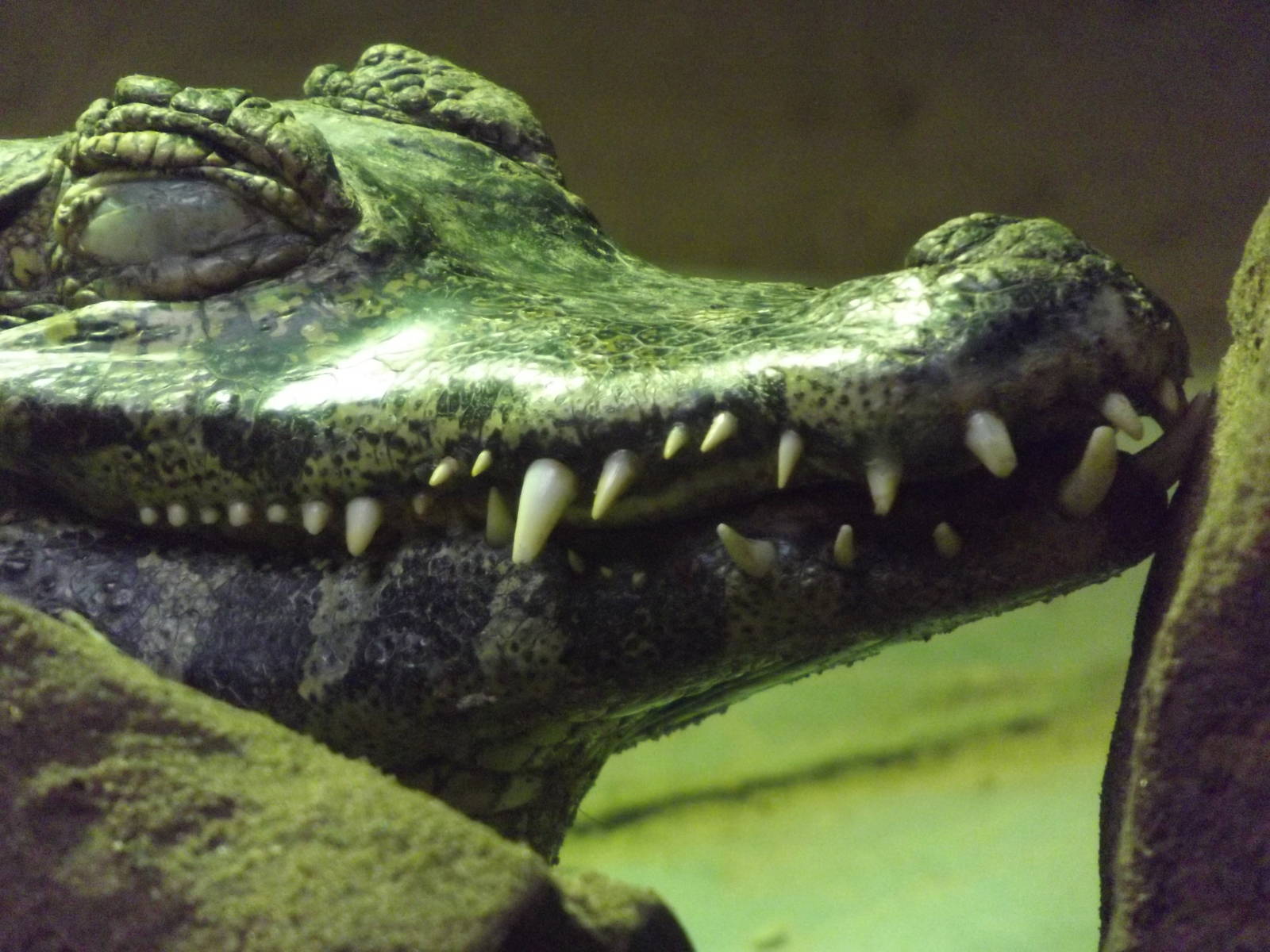Yacare Caiman at Blackpool Zoo 11/03/12