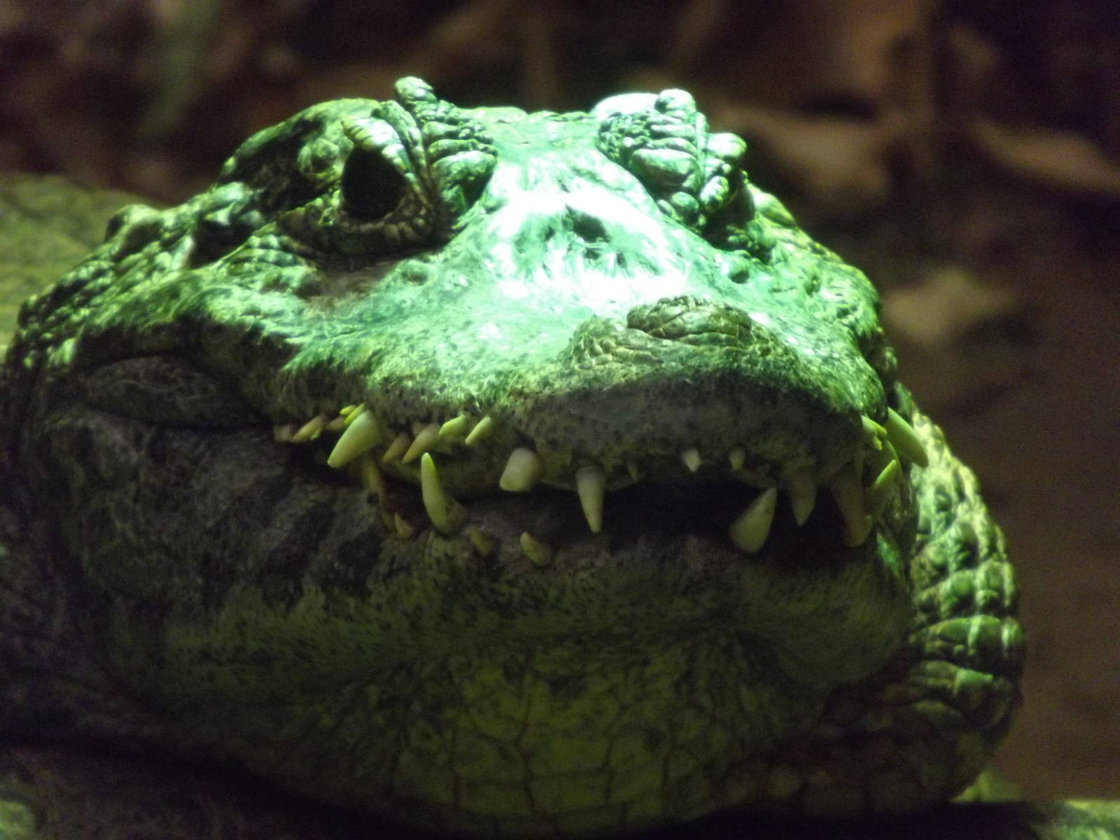 Yacare caiman at Blackpool Zoo 15/01/12
