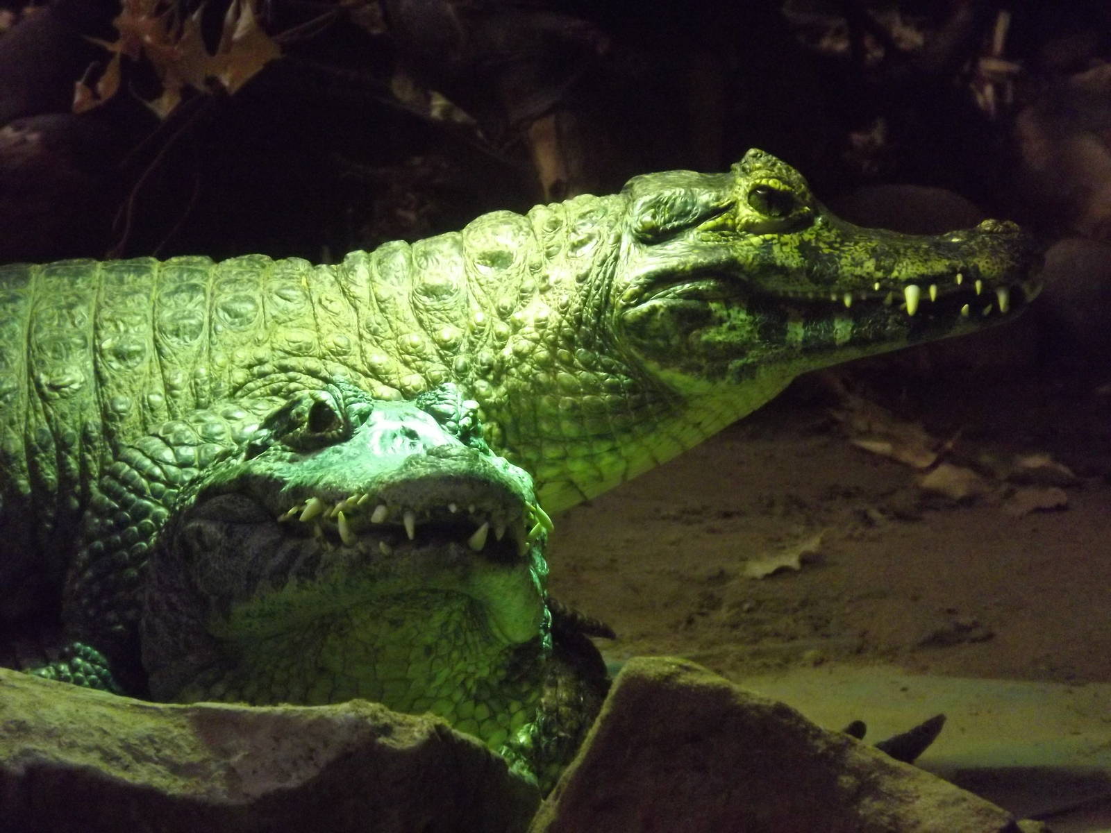 Yacare caiman at Blackpool Zoo 15/01/12