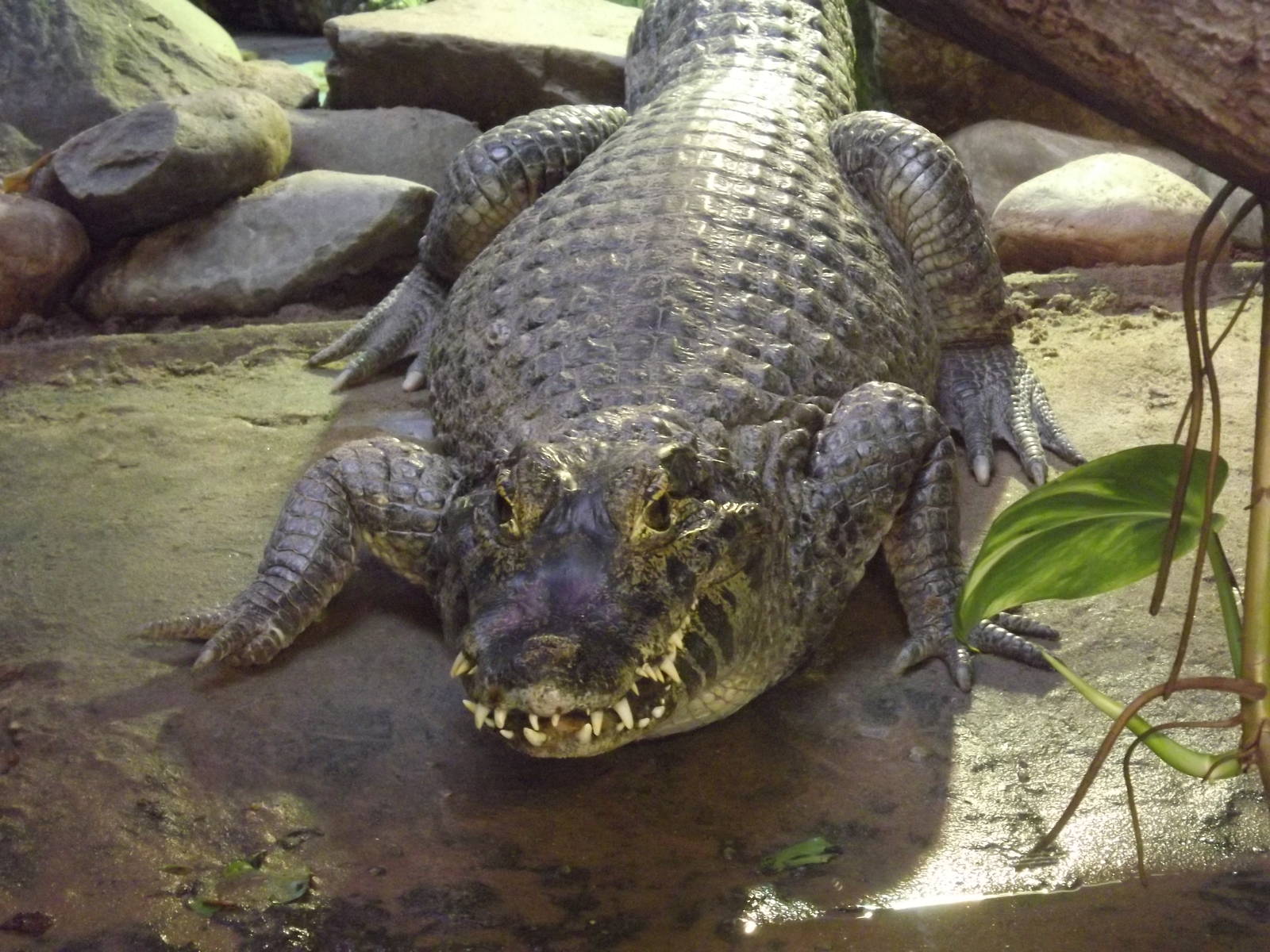 Yacare caiman at Blackpool Zoo 15/01/12