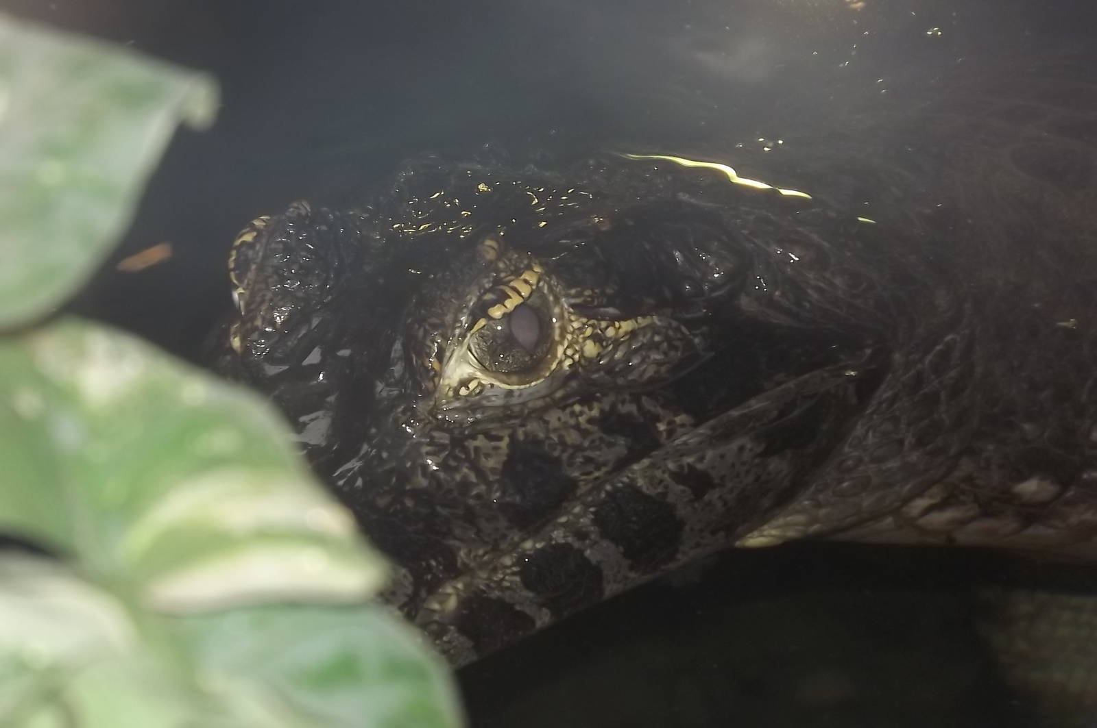 Yacare Caiman at Blackpool Zoo 16/06/12