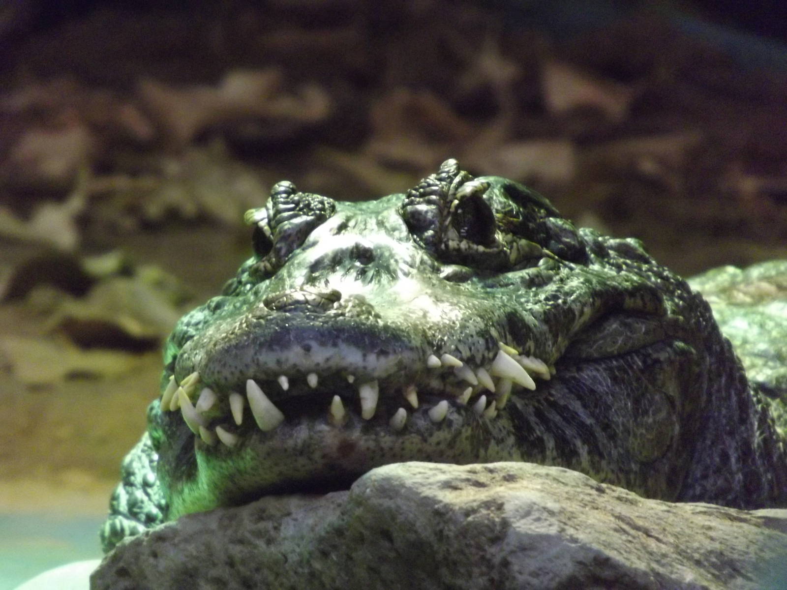 Yacare Caiman at Blackpool zoo 16/10/11