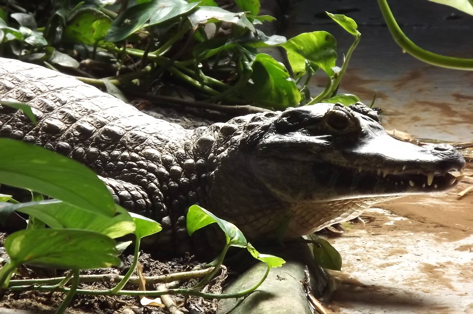 Yacare Caiman at Blackpool Zoo 17/06/12