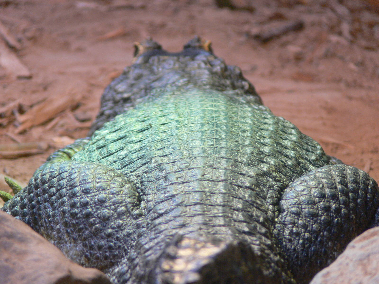 Yacare Caiman at Blackpool Zoo, 19/10/13