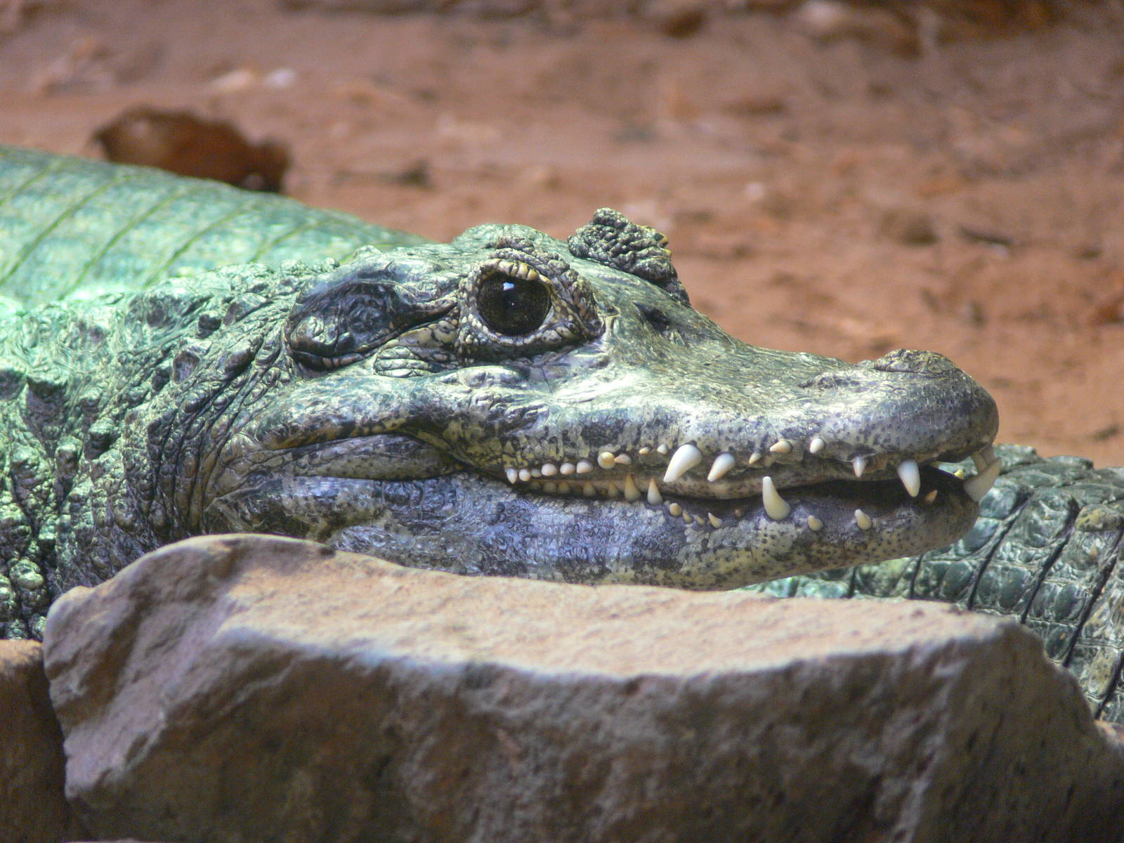 Yacare Caiman at Blackpool Zoo, 27/01/13