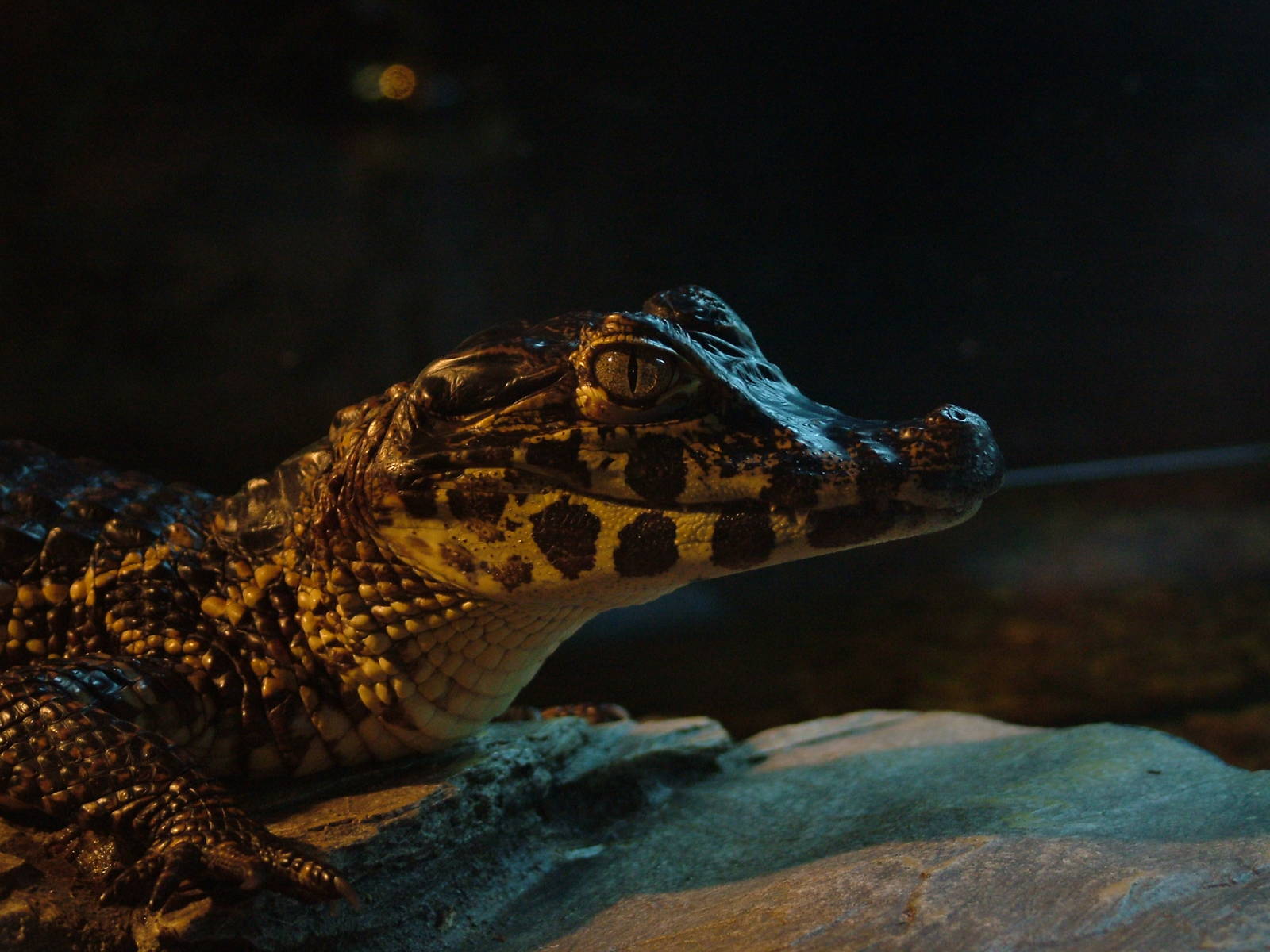 Yacare Caiman at Lakes Aquarium 2008