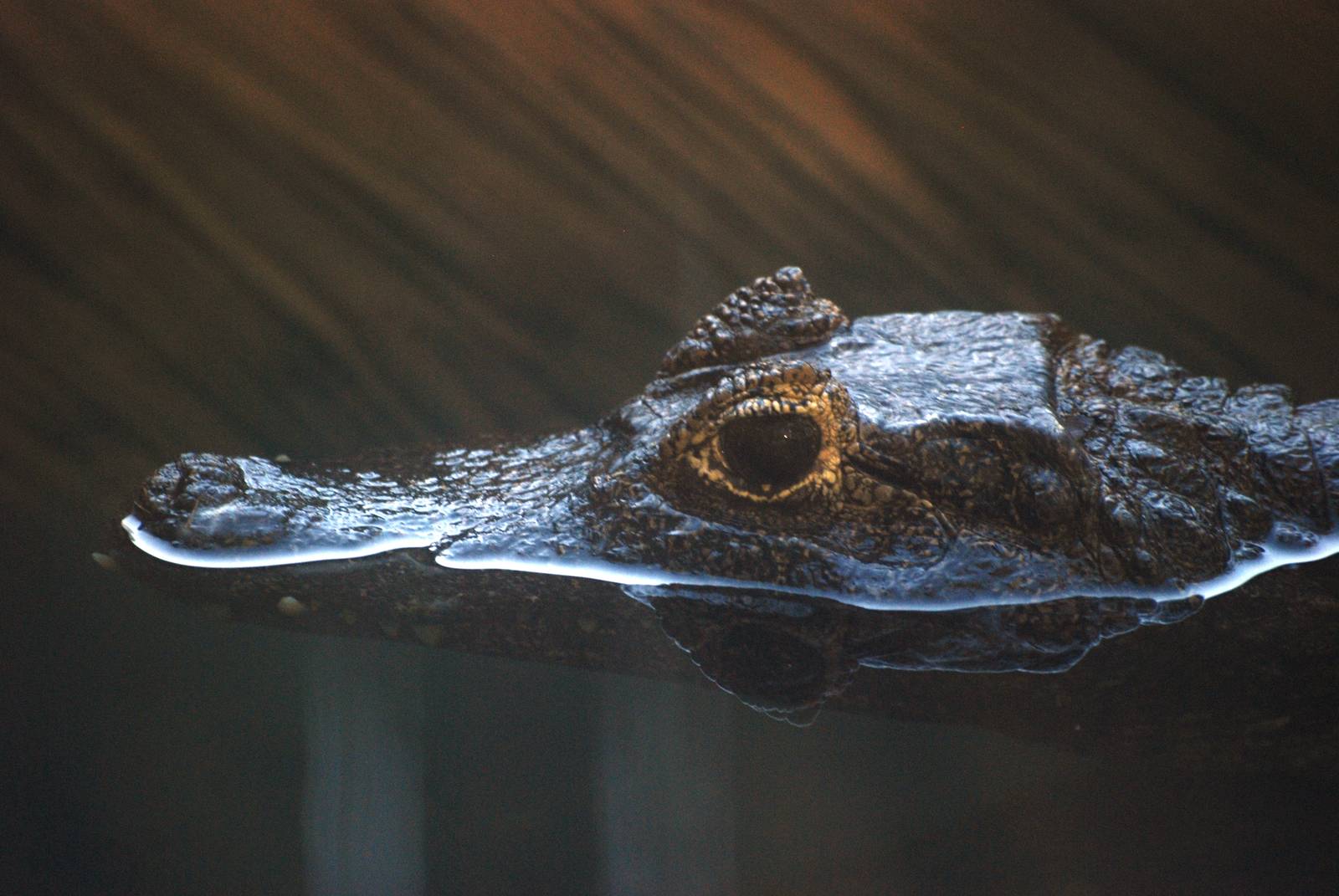 Yacare Caiman at St. Augustine, 11/10/13